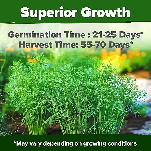 Miniatura 2 de HOME GROWN Semillas de eneldo (Anethum Graveolens) - Semillas de hierbas tradicionales 2028 sin OMG para plantar en interiores o exteriores, alta