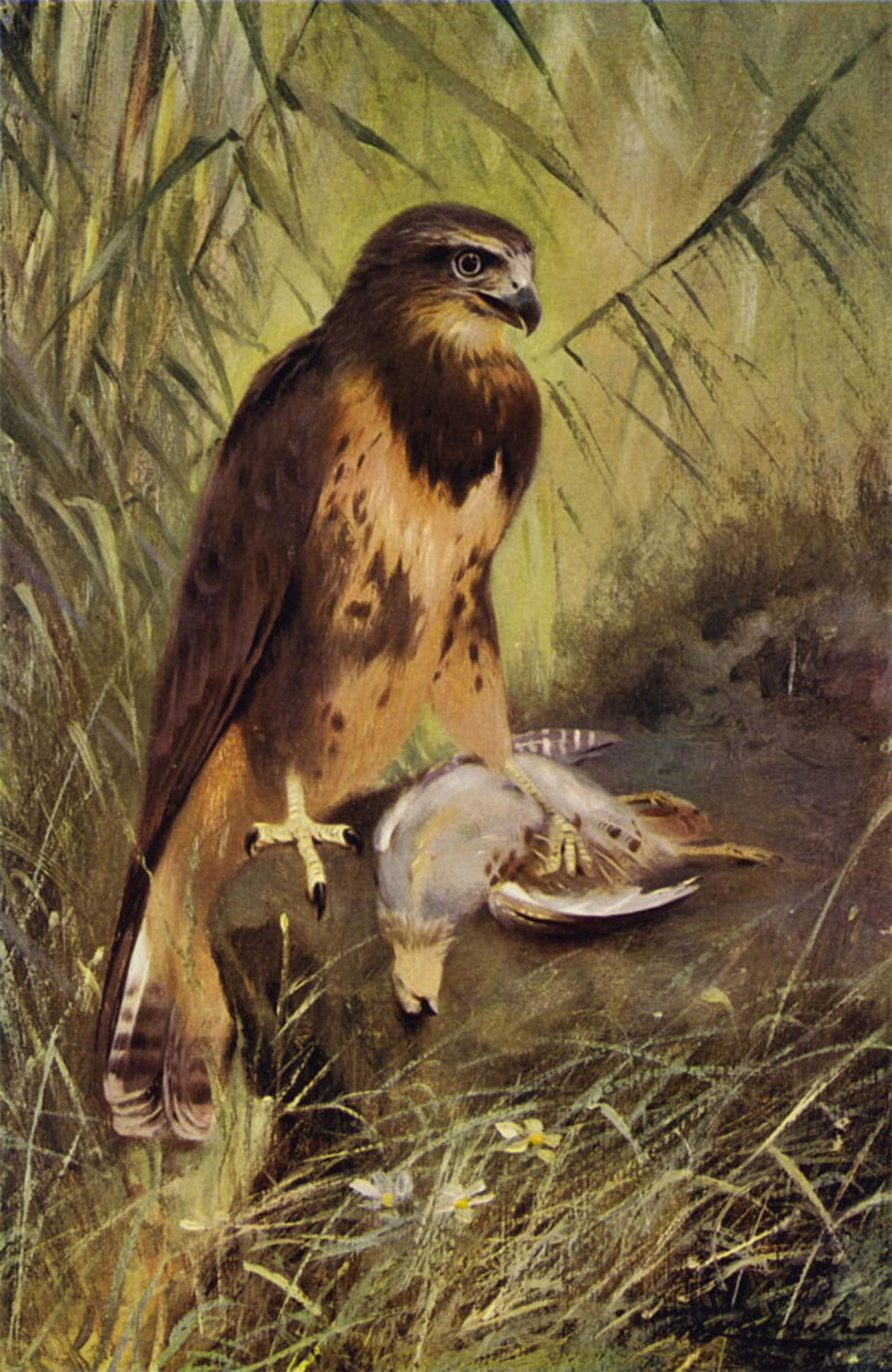 RZHRHJES Vintage Wall Art Picture on Canvas Wall Art Poster Buzzard by After Wilhelm Kuhnert Canvas Poster for Office Decor 60x90cm