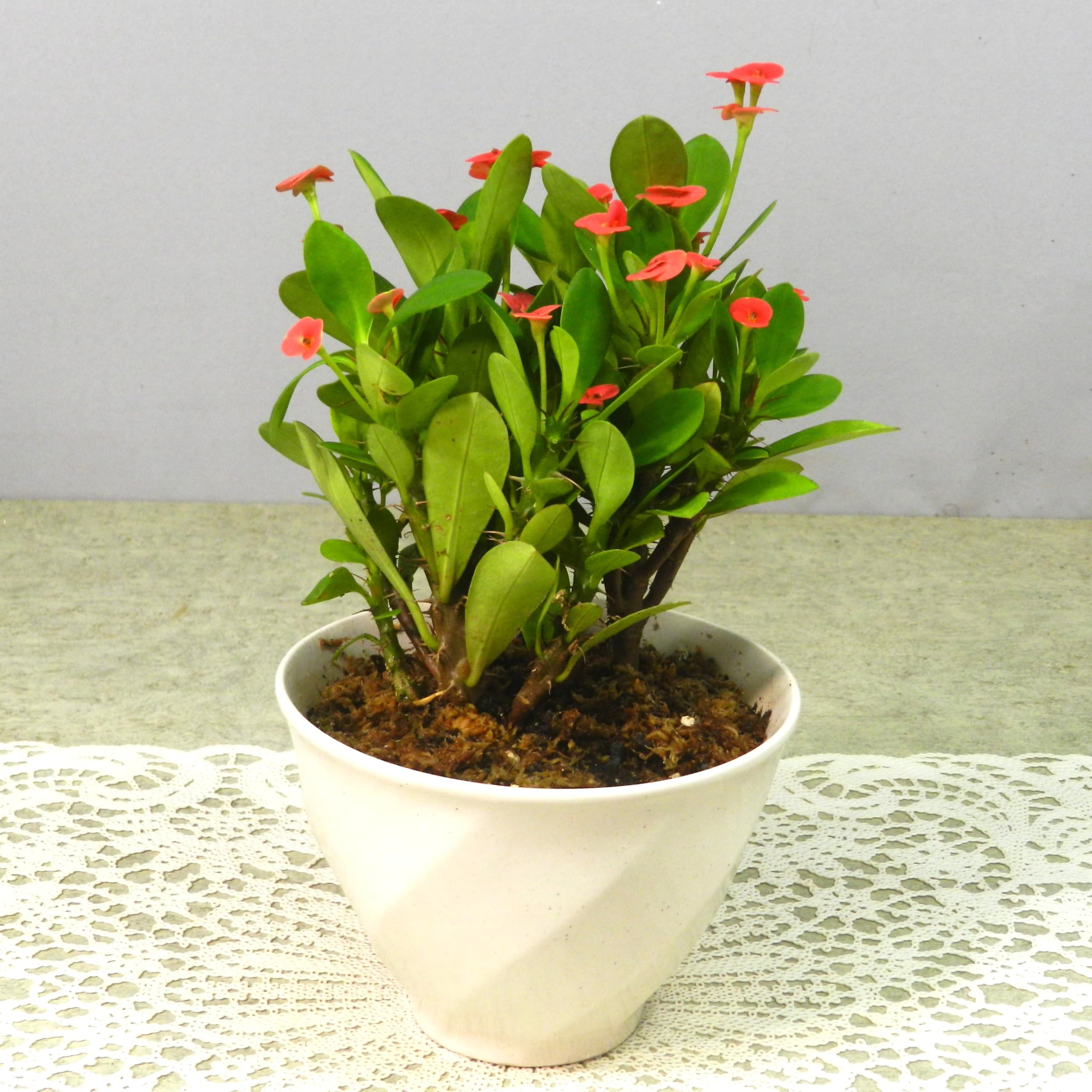 花麒麟　濃いピンク　鉢植え　【親株】 花麒麟 濃いピンク 鉢植え 【親株】 楽天市場】花キリン 4号