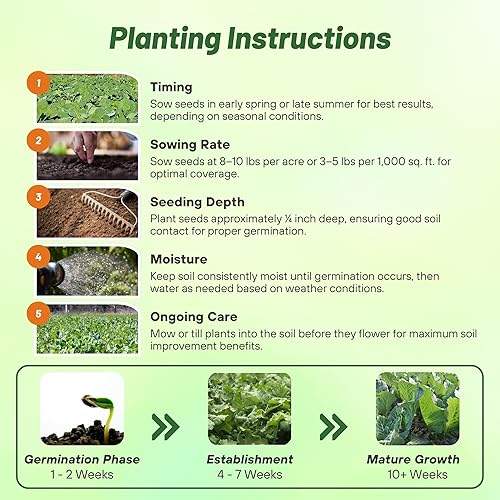 Miniatura 4 de Outsidepride Bayou - Semillas de col rizada  5 libras anuales, versátiles y tolerantes al frío, semillas de cultivo de cobertura para plantar