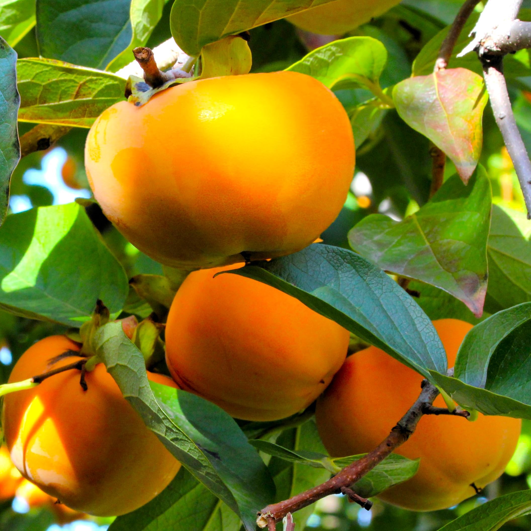 TomorrowSeeds - Japanese Persimmon Tree Seeds - 10+ Count - for 2026 Planting Diospyros Kaki Fuyu Hachiya Asian Chinese Oriental Sharon Perennial Fruit Grow Your Own Home Farm Patio Healthy