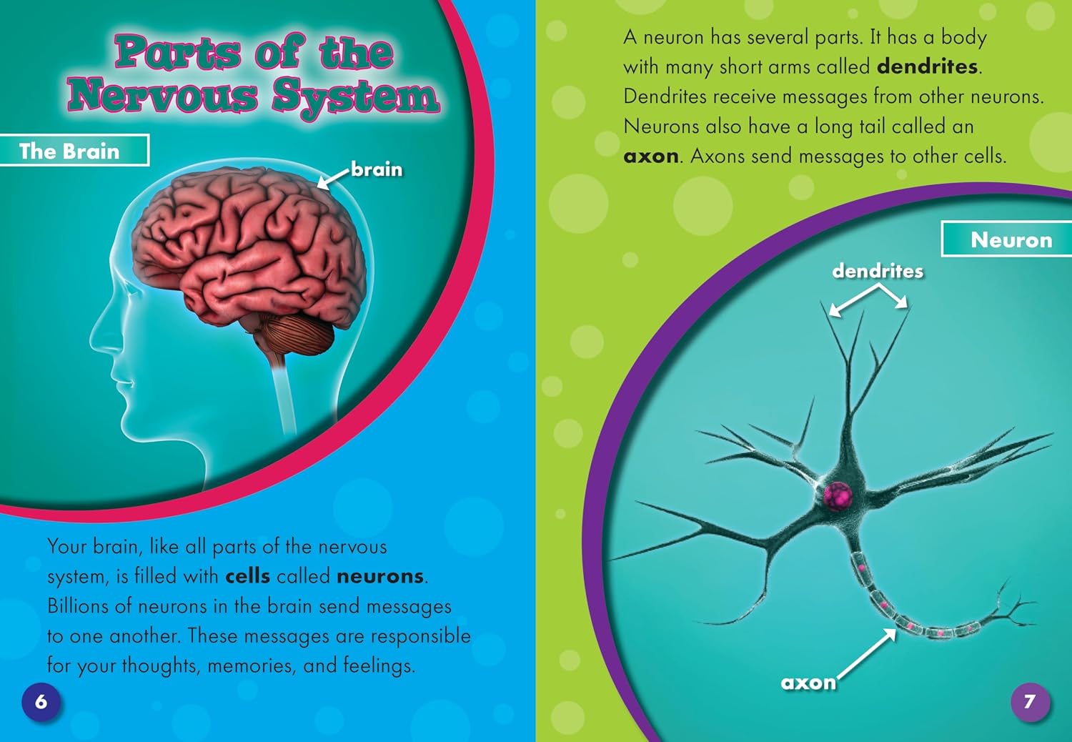 The Nervous System (Blastoff! Readers: Body Systems) (Blastoff Readers. Level 4)      Library Binding – January 15, 2009