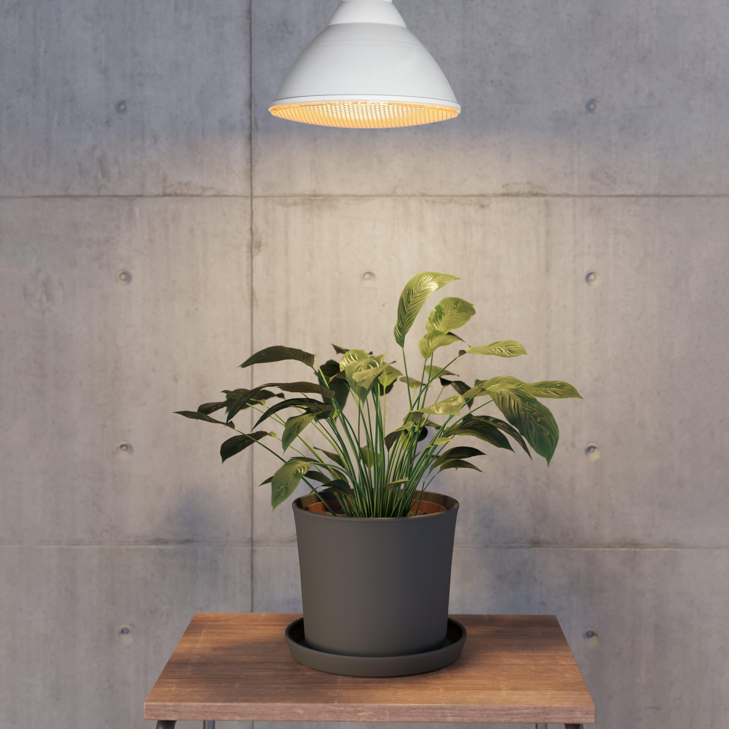 Eglo E27 LED Grow Light Bulb, Growing lamp for Indoor Plants Yellow Seed Light, PAR38, 16 watts, 2700 Kelvin, 1700 lumens - Image 2
