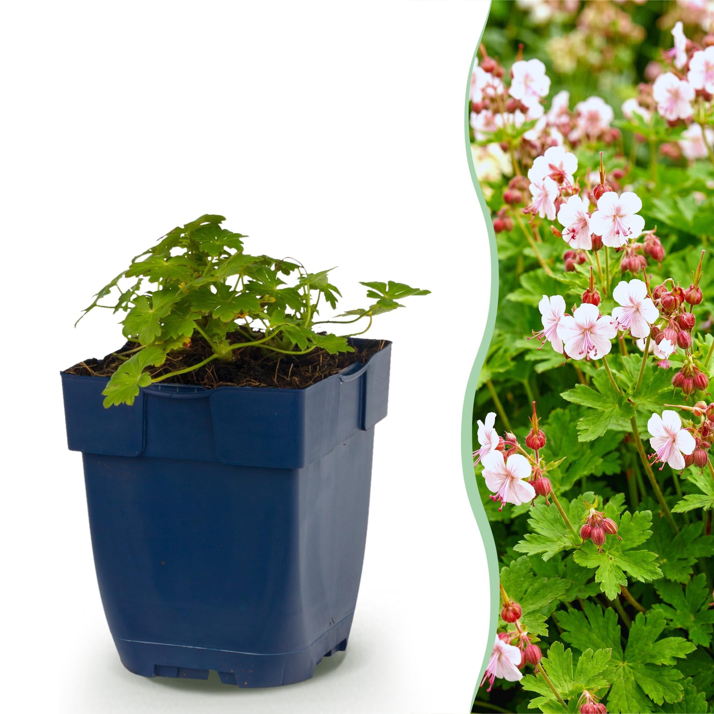 Géranium macr. Spessart - Géranium à bec de cigogne - Couvre-sol - Blanc-rose - 6 plants - 15-25cm - Ø11cm - Plante de jardin