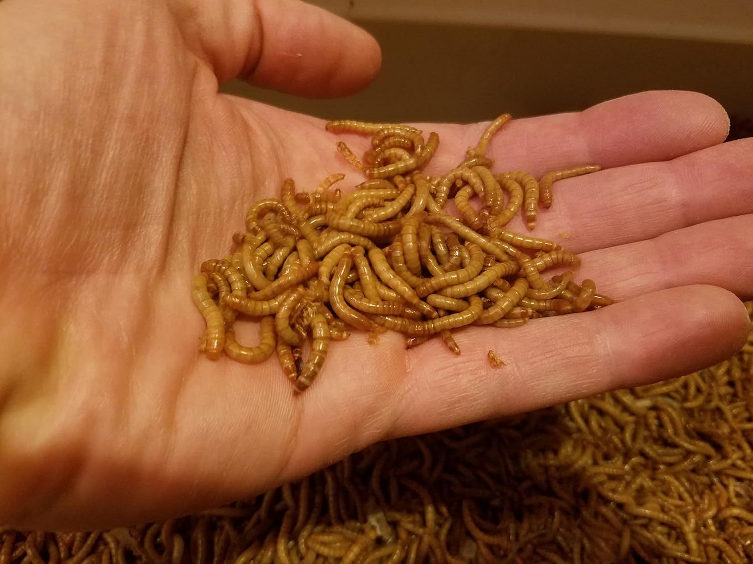 3000 ct Live mealworms, Medium : Patio, Lawn & Garden