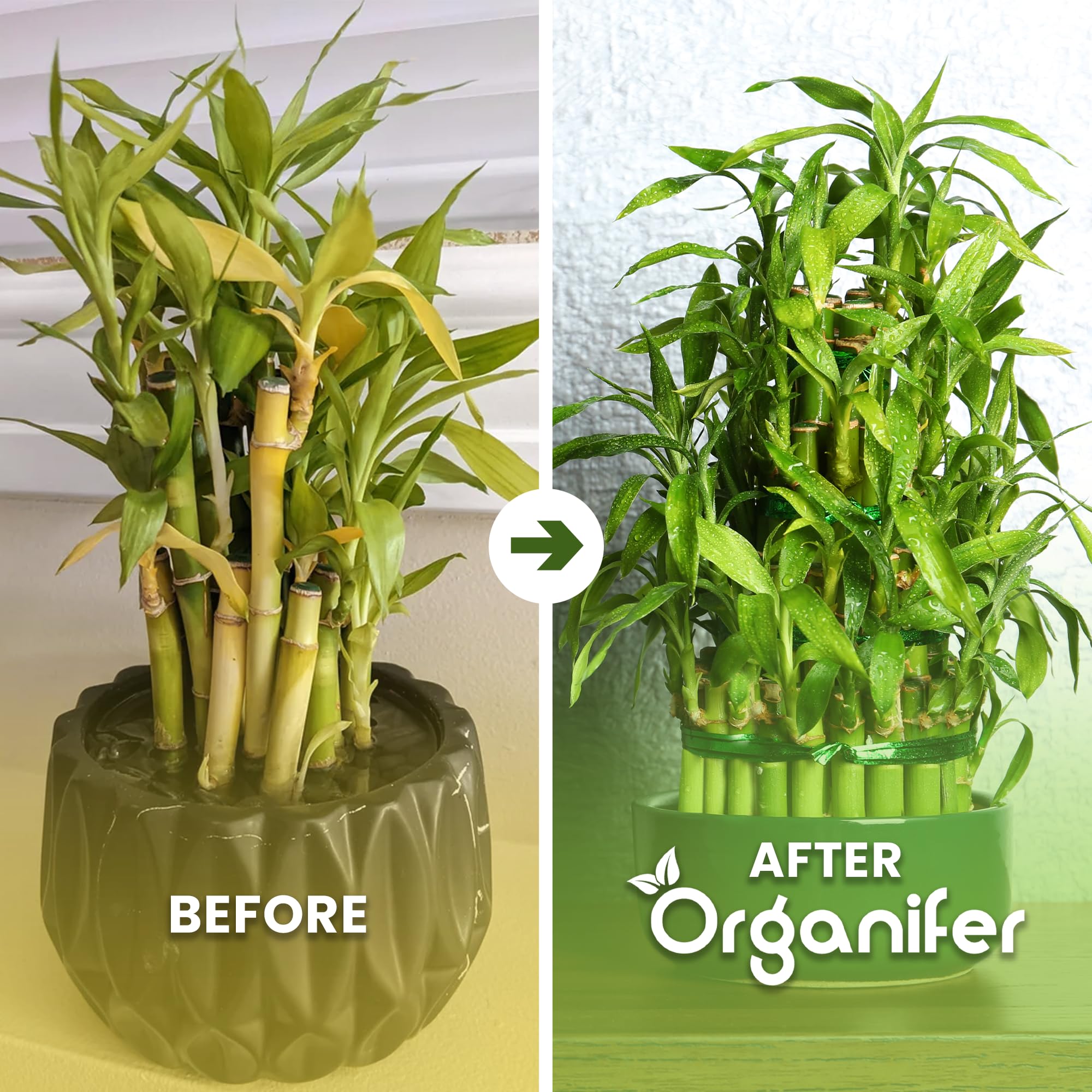 Lucky Bamboo Flüssigdünger - 10L - NPK 2-1-8 | Flüssig-Pflanzendünger Für Große Zimmerpflanzen-Sammlungen Und Innenräume - Organifer