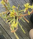 Review Image by Flo Saforo Flo Saforo