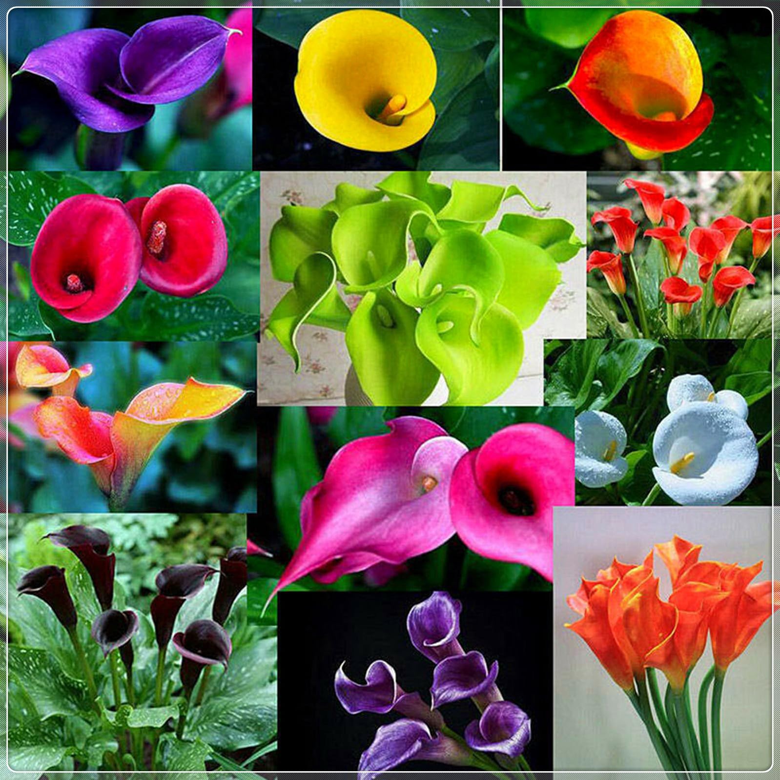 Calla Lily Plants for Sale,Good for Containers,Calla Lily Mix,Golden Jade Carving Feels Beautiful-6bulbs-F — image 1