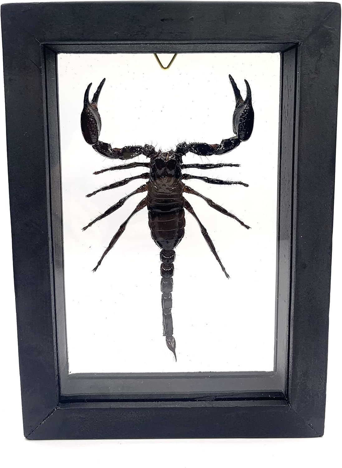 Real Exotic Poisonous Scorpion – Preserved Taxidermy Insect Bug Collection Framed in a 3D Wooden Frame as Pictured Taxidermy (Wooden Box)