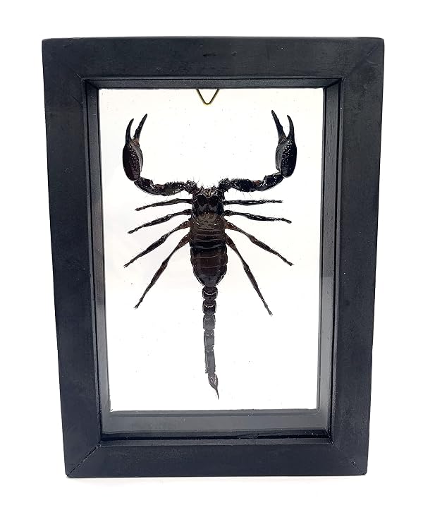 Real Exotic Poisonous Scorpion – Preserved Taxidermy Collection Framed in a 3D Wooden Frame as Pictured Taxidermy (Transparent Background Black Wooden Frame) by TAXIBUGS - Used condition - US$36.68