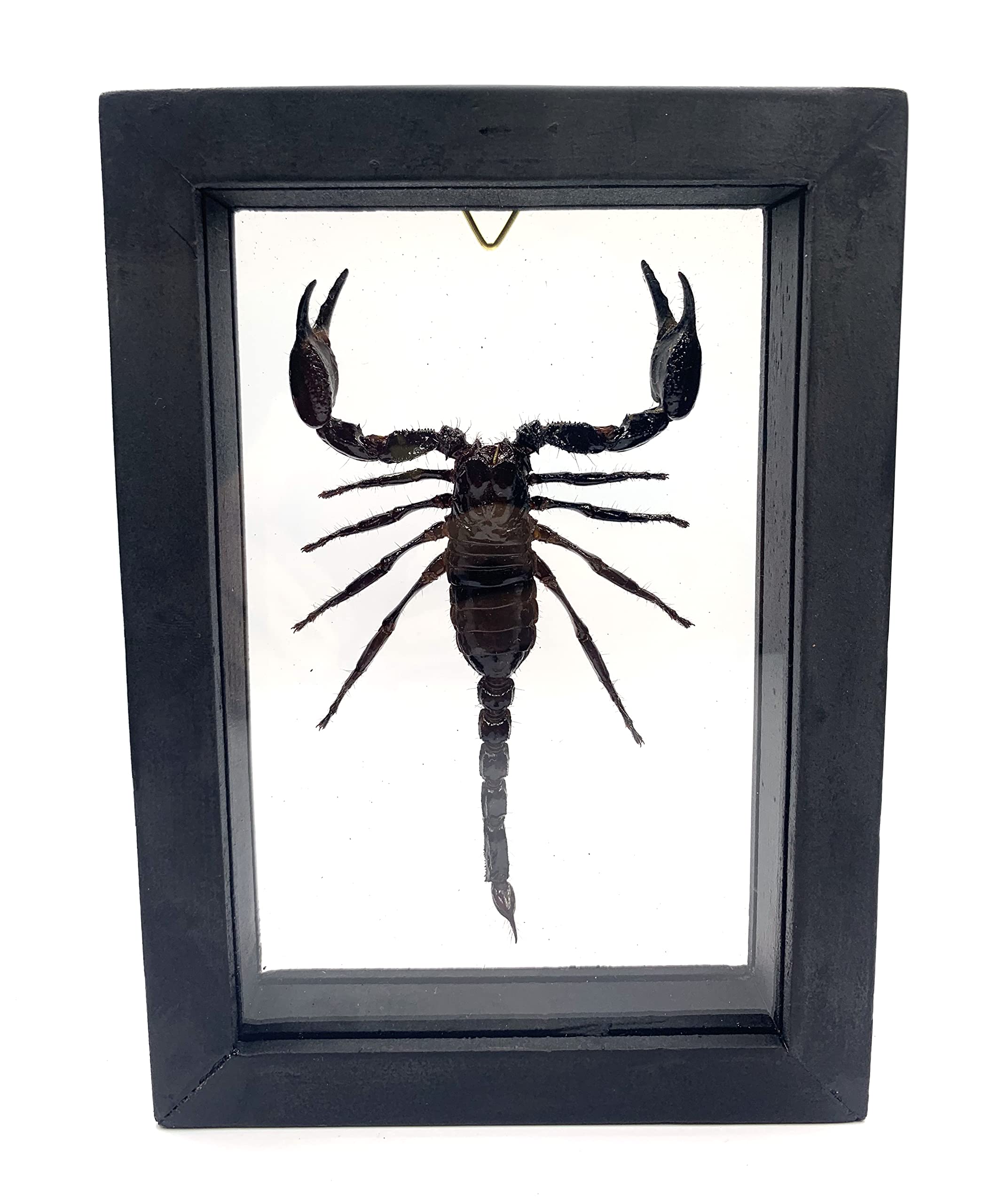 Real Exotic Poisonous Scorpion – Preserved Taxidermy Collection Framed in a 3D Wooden Frame as Pictured Taxidermy (Transparent Background Black Wooden Frame)