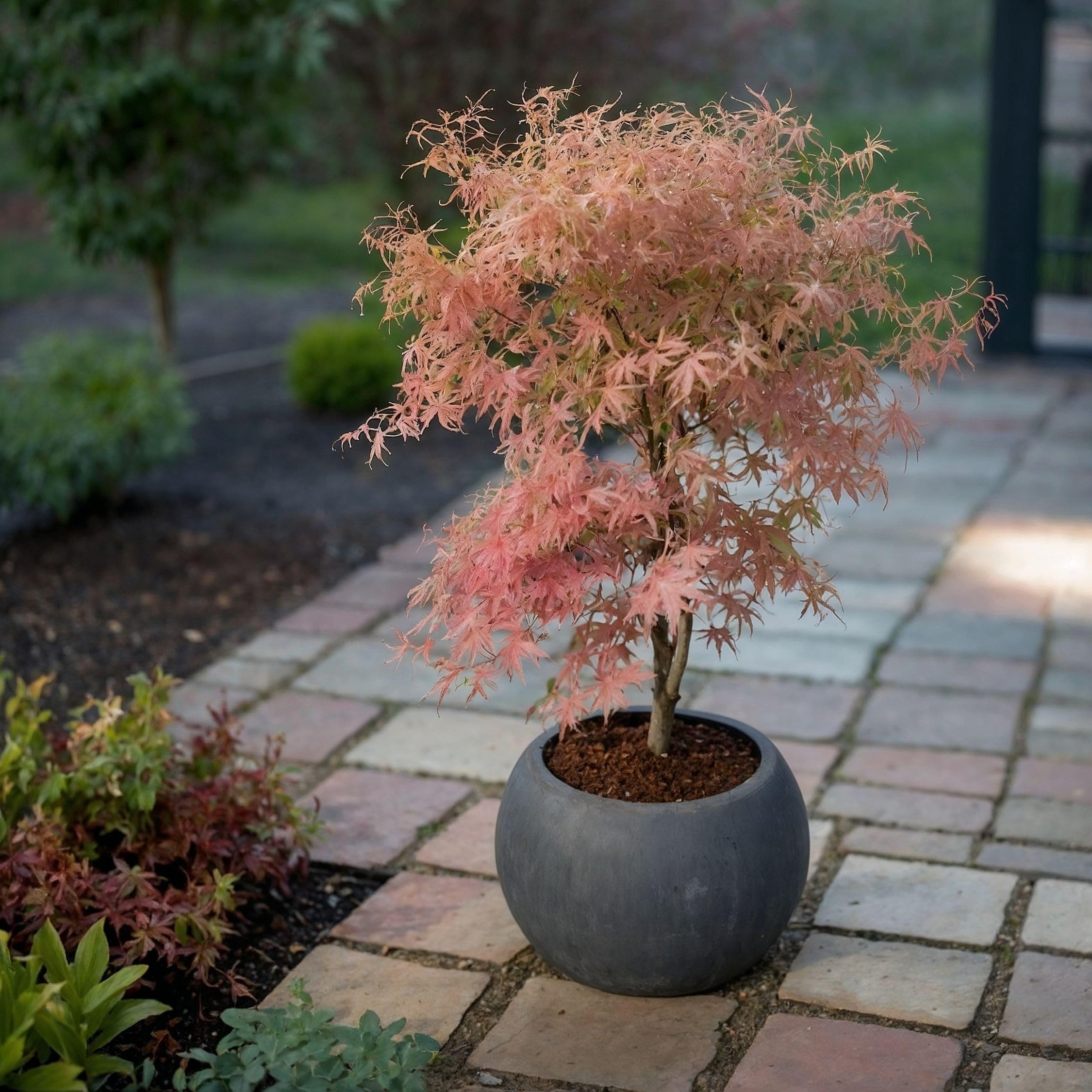 Plant in a Box - Érable du Japon - Mix de 2 - Acer palmatum 'Ukigumo', 'Taylor'' - Hauteur 35-55cm - Pot 15cm - Plante d’extérieur - Vert - Rose