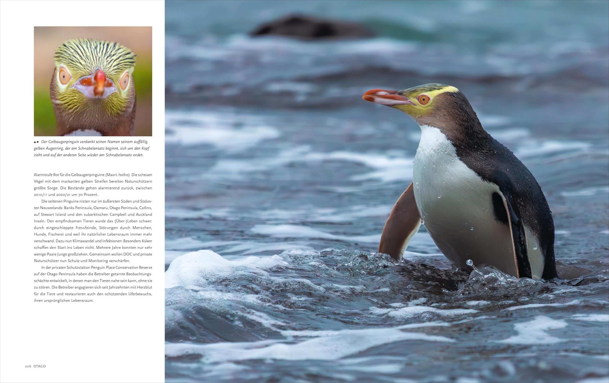 Der große NATIONAL GEOGRAPHIC Bildband Neuseeland für die perfekte Neuseeland-Reise: Im Land der weißen Wolke. Mit Hintergründen zu Land, Leuten und Kultur.