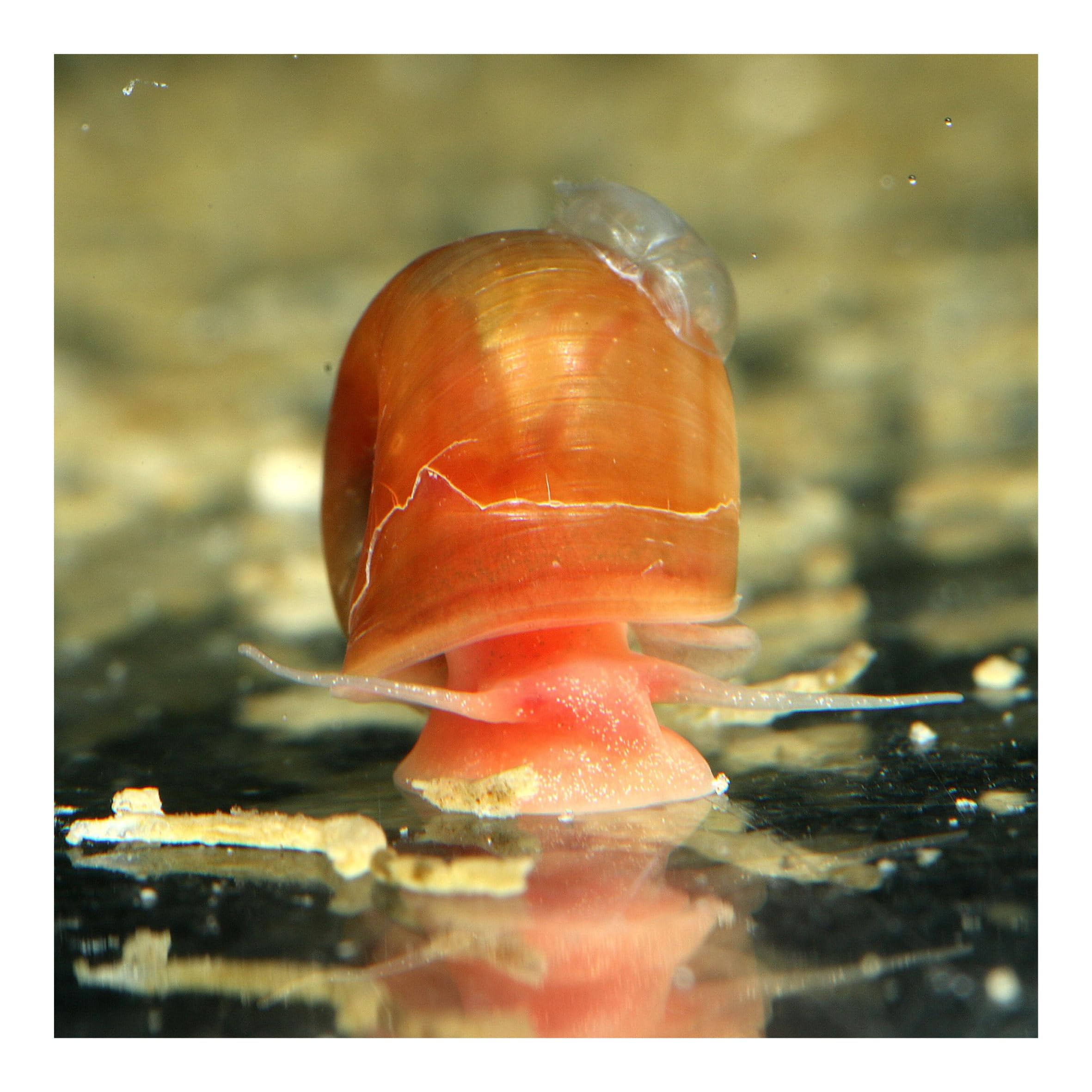 8 x Posthornschnecke, Bunter Mix, je 2X blau, rosa, braun und rot, Planorbella duryi, Reinigungscrew, Algenfresser