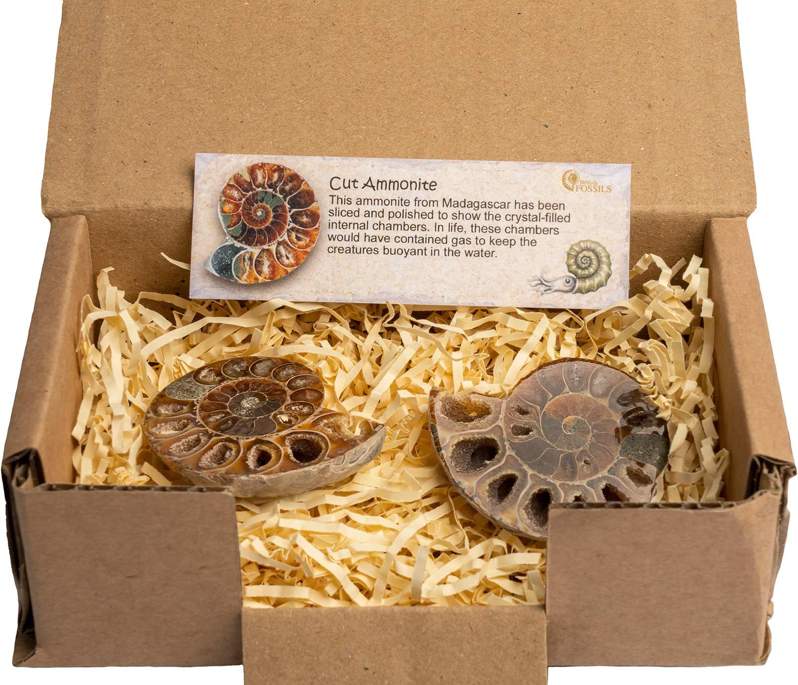 Genuine Madagascan Cut & Polished Ammonite Pair in Gift Box - 160 Million Years Old!