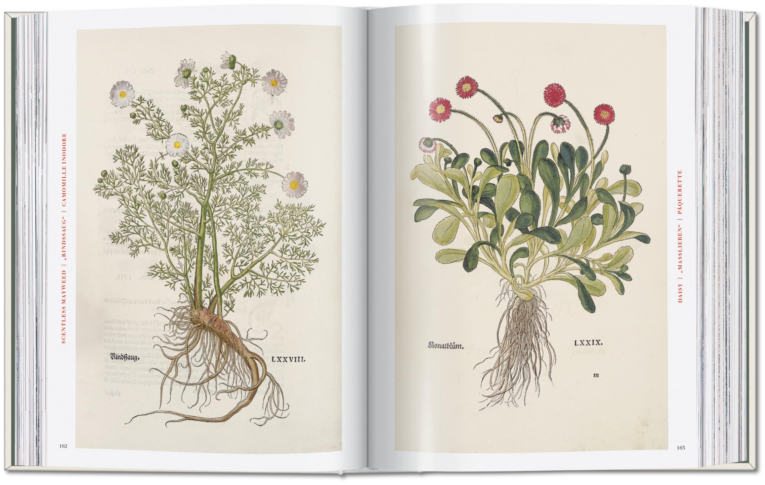 Leonhart Fuchs: The New Herbal