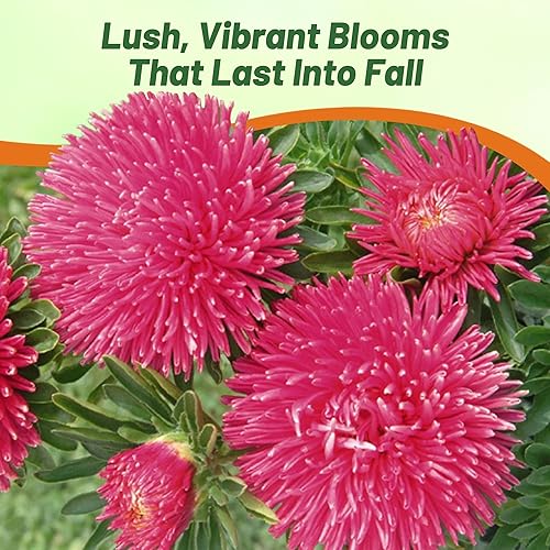 Miniatura 5 de Outsidepride Gremlin Aster Seeds - 1000 unidades. Semillas de flores anuales, resistentes y aptas para polinizadores para plantar flores vibrantes