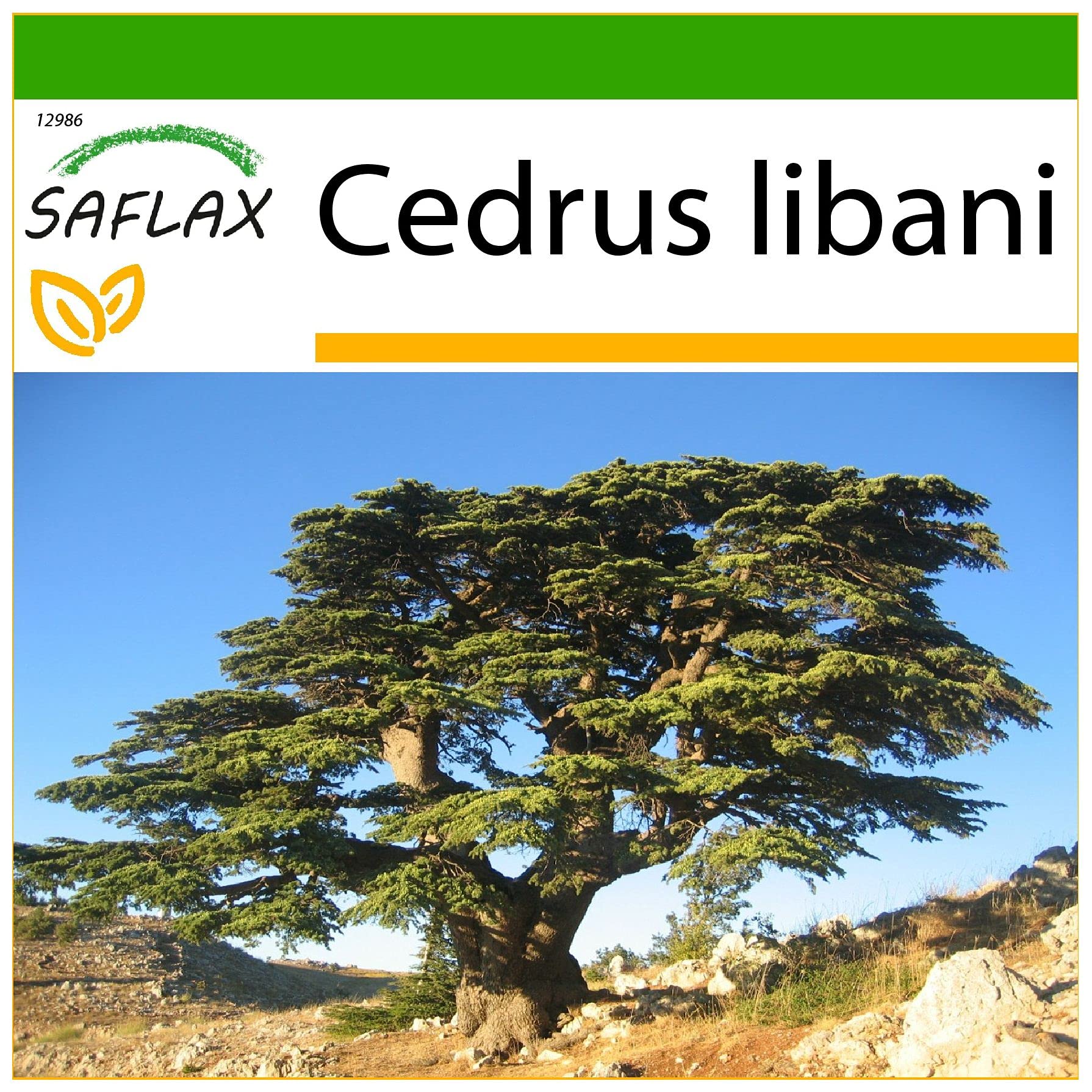 SAFLAX - Liban - Cedr - 20 Nasiona - Z pożywką wolną od zarazków - Cedrus libani