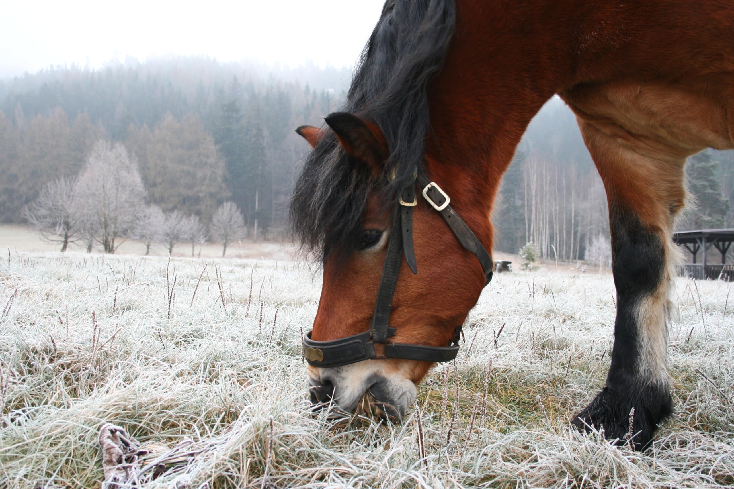 Colikare Supplément pour Coliques de Cheval Soulagement Symptômes Réduction Souffle Crampes Estomac