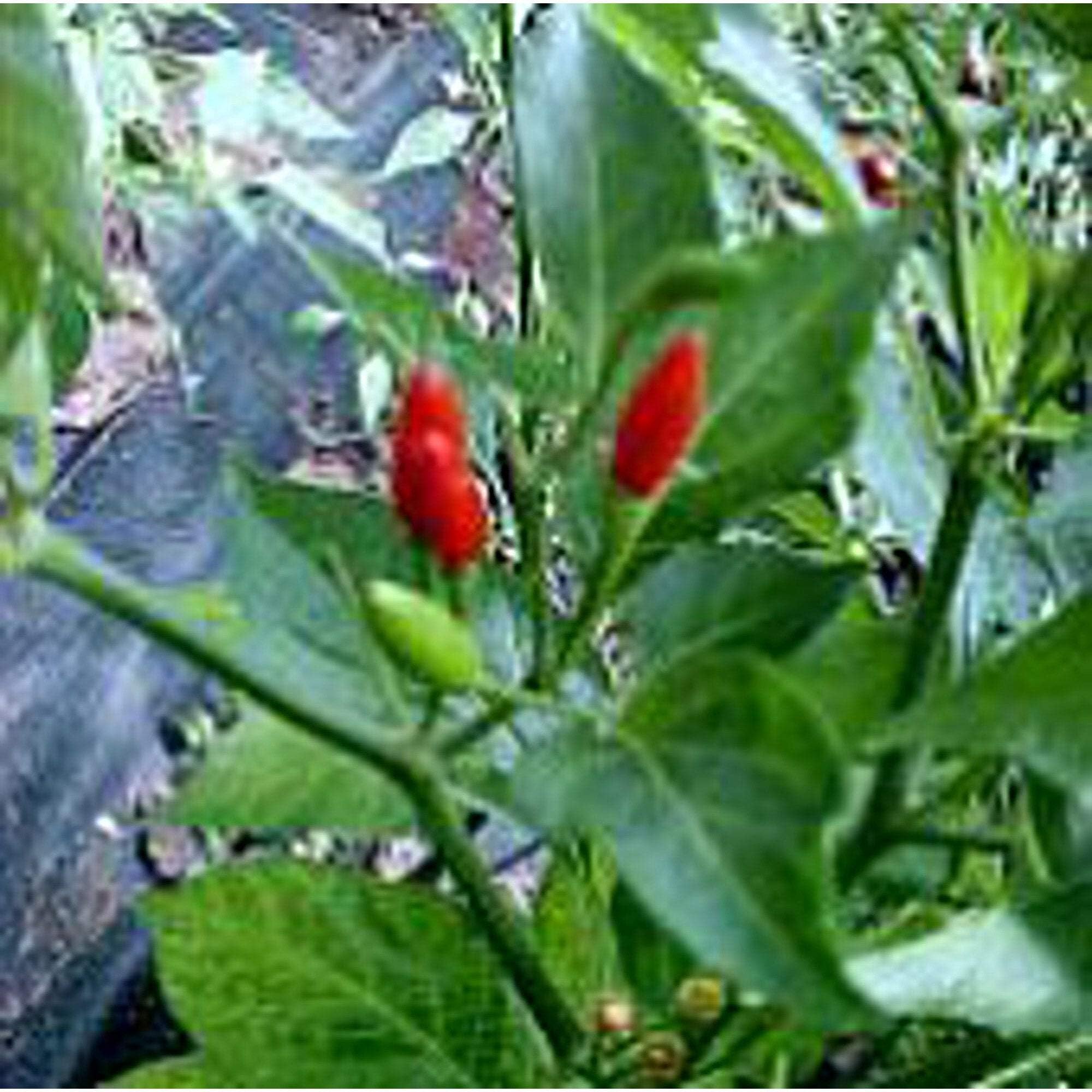 Guam Boonies Hot Peppers Seeds (25 Seed Packet) (More Heirloom, Non GMO, Vegetable, Fruit, Herb, Flower Garden Seeds at Seed King Express)