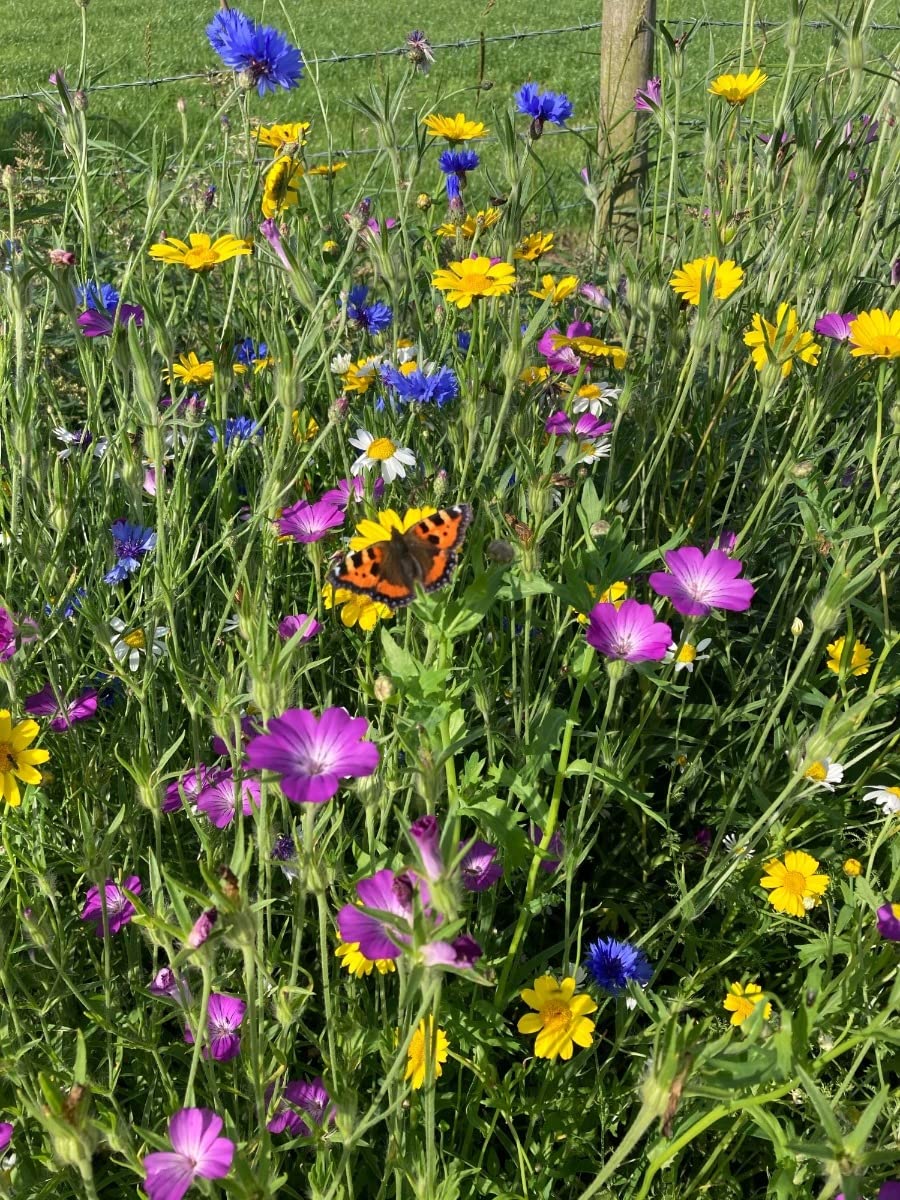 Landlife Wildflowers Cornfield Annuals Wildflower Meadow Seeds - Bold & Colourful Wildflower Seed Mix. Wild Flowers Seeds UK with 5 Native Wildflower Species. Wildflower Seeds (5kg)