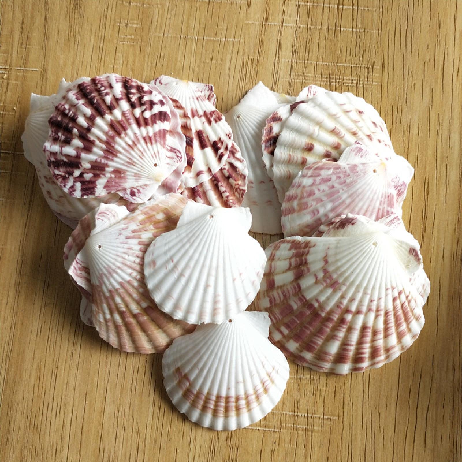 Coquillages de mer à trou x30 pour loisirs créatifs et bijoux