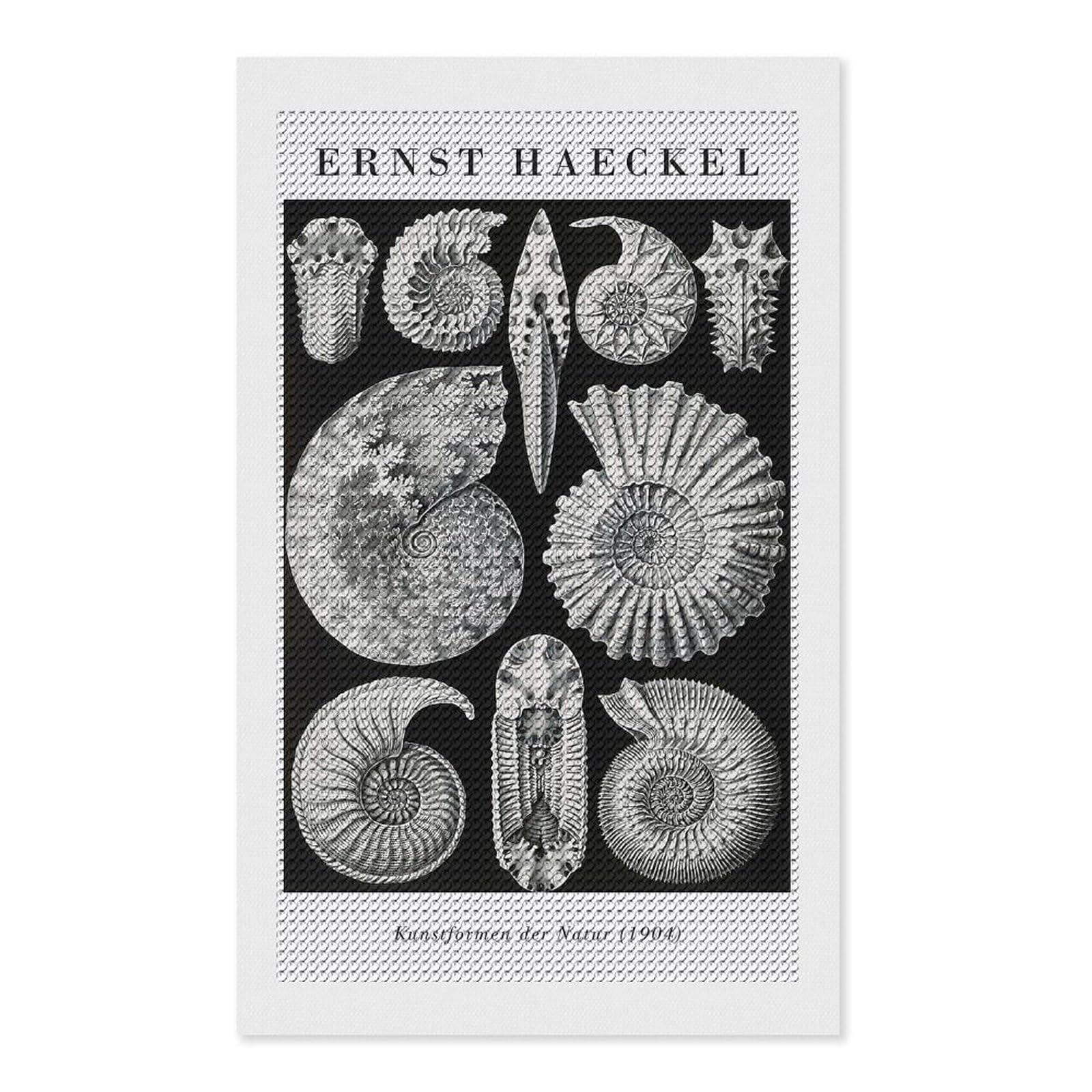 Junmoney Ernst Haeckel Ammonite Illustration Diamond Art Kit 12"x20", Creative Leisure Activity, Complete Accessories, Vintage Style Decor, for Women