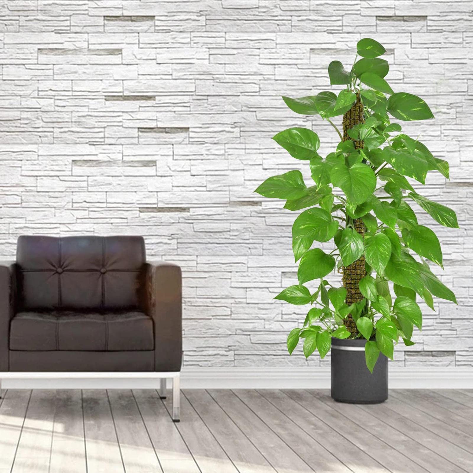 2 Moosstangen für Pflanze Monstera | Pflanzenklettergerüst Rebe | Baumstab kann gebogen und geformt werden, Moosstab Dehnpflanzen Kletterstangen Pflanzenwachstum