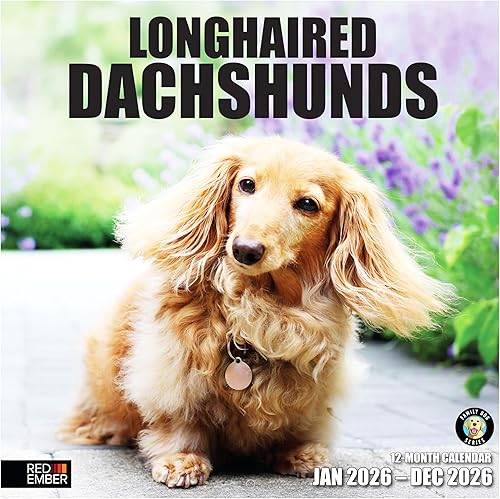 RED EMBER Longhaired Dachshunds 2023 Calendario mensual de pared colgante  12 x 24 pulgadas abierto  Papel grueso y resistente  Regalar  Lindo perro