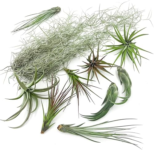 ragnaroc Live Air Plants  Caja de regalo Tillandsia TOR paquete variado  10 unidades grandes, 4-10 pulgadas  Plantas vivas de interior y musgo