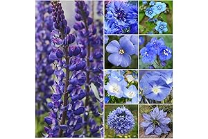 Our Blue Flower Seeds Guarantee Your Garden Abundantly Blooms with Butterfly Magnets
