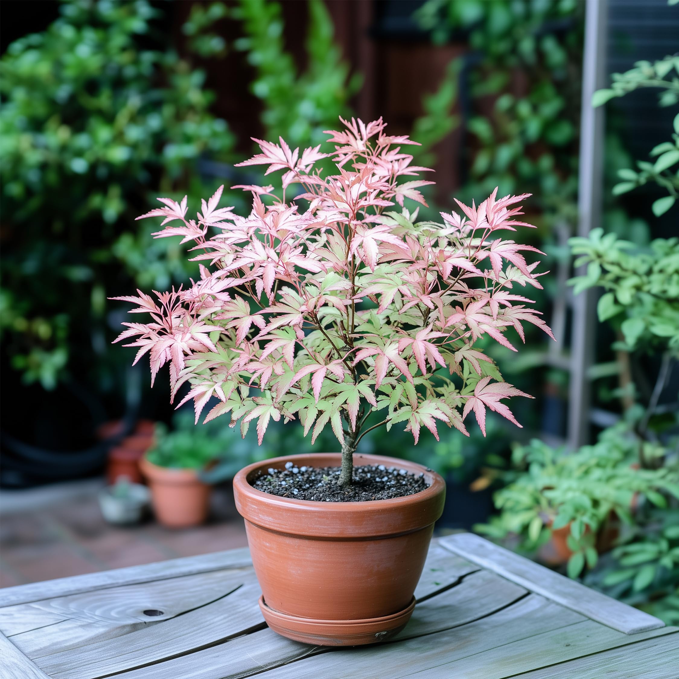 Plant in a Box - Érables du Japon - Set de 2 - Acer palmatum 'Taylor' - Hauteur 35-55cm - Pot 15cm - Plante d’extérieur - Vert - Rose