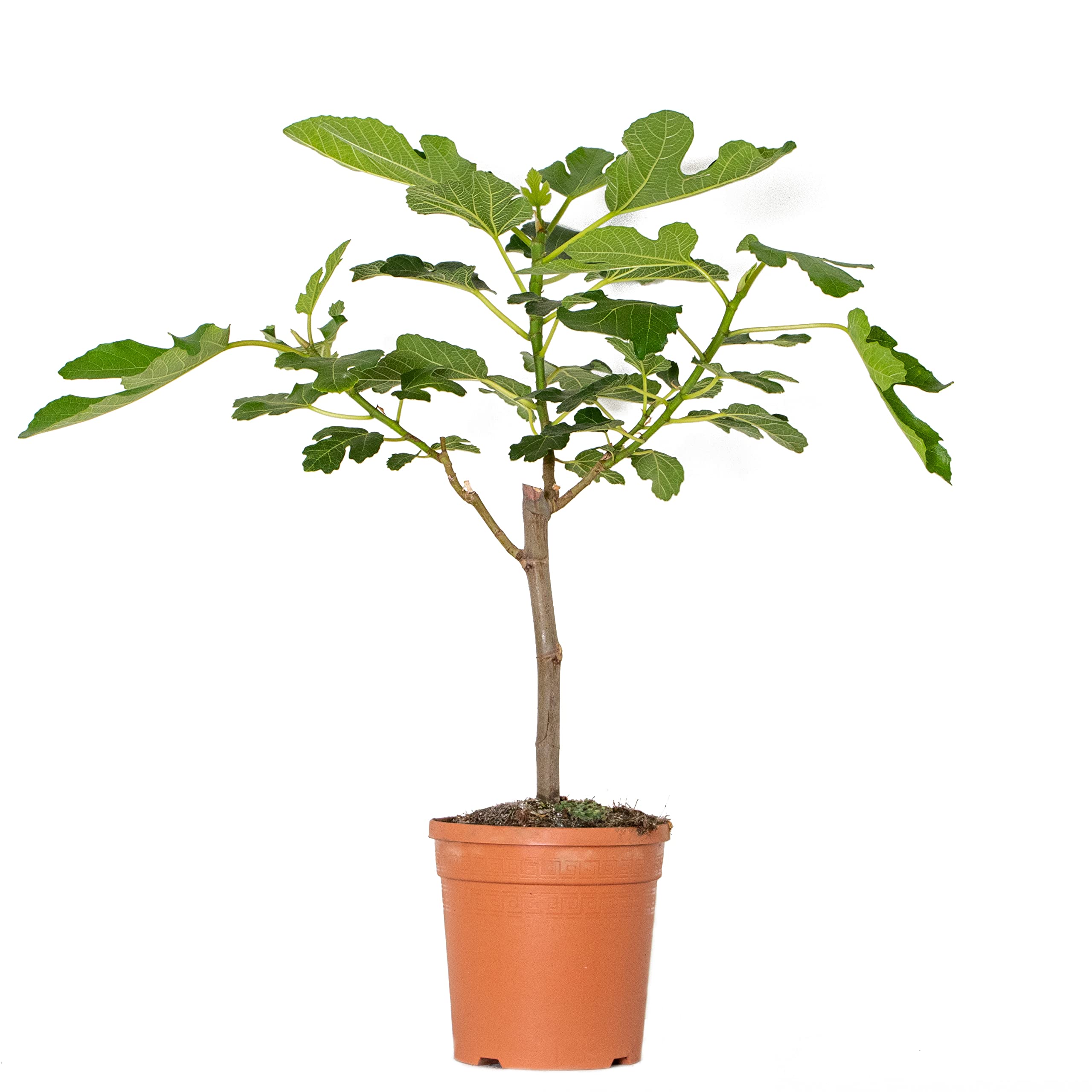 Figuier Brown Turkey Bloomique | Arbre fruitier rustique en pot de 17cm