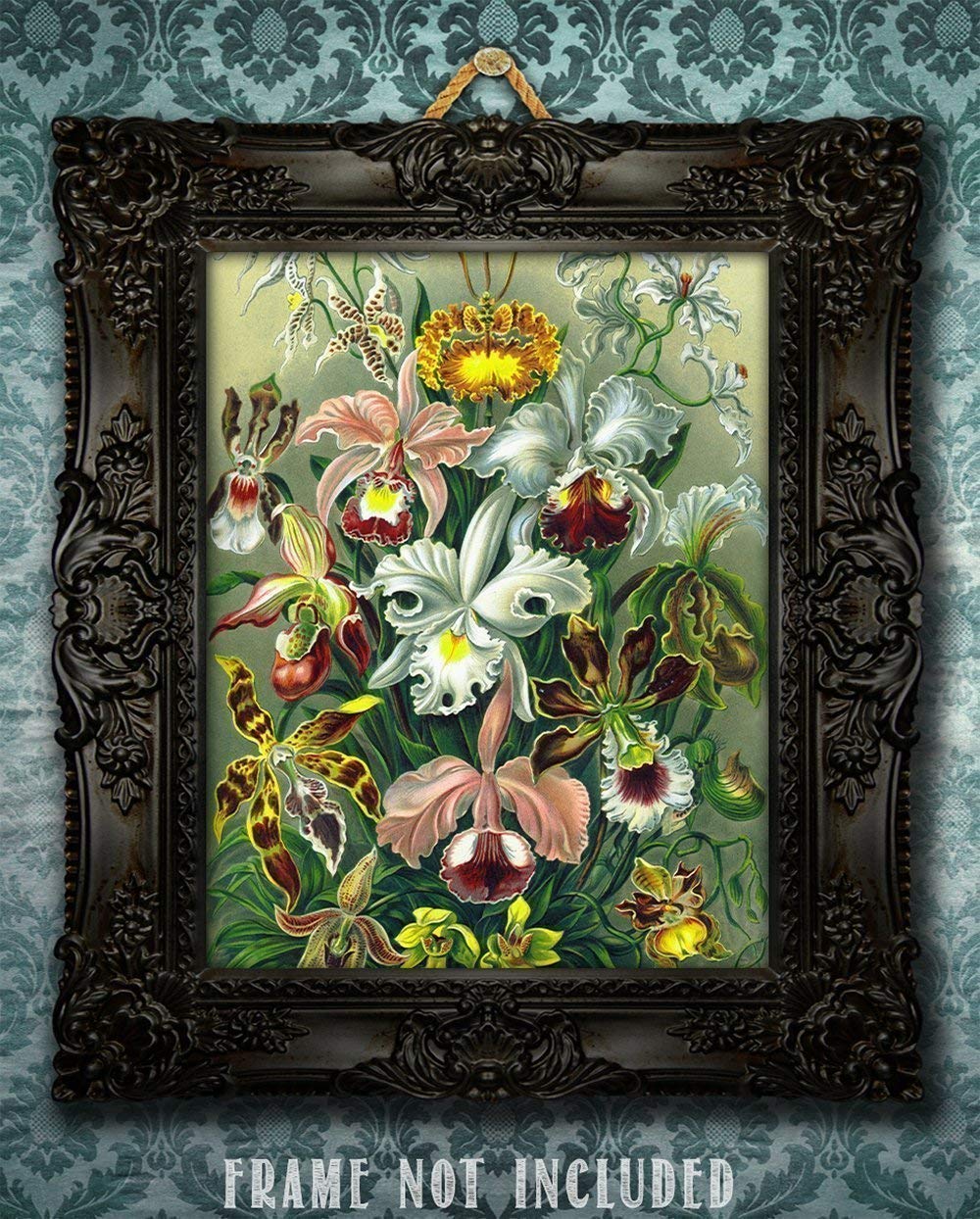 Amazon.com: Orchid Botanical Illustration, Ernst Haeckel - 11x14