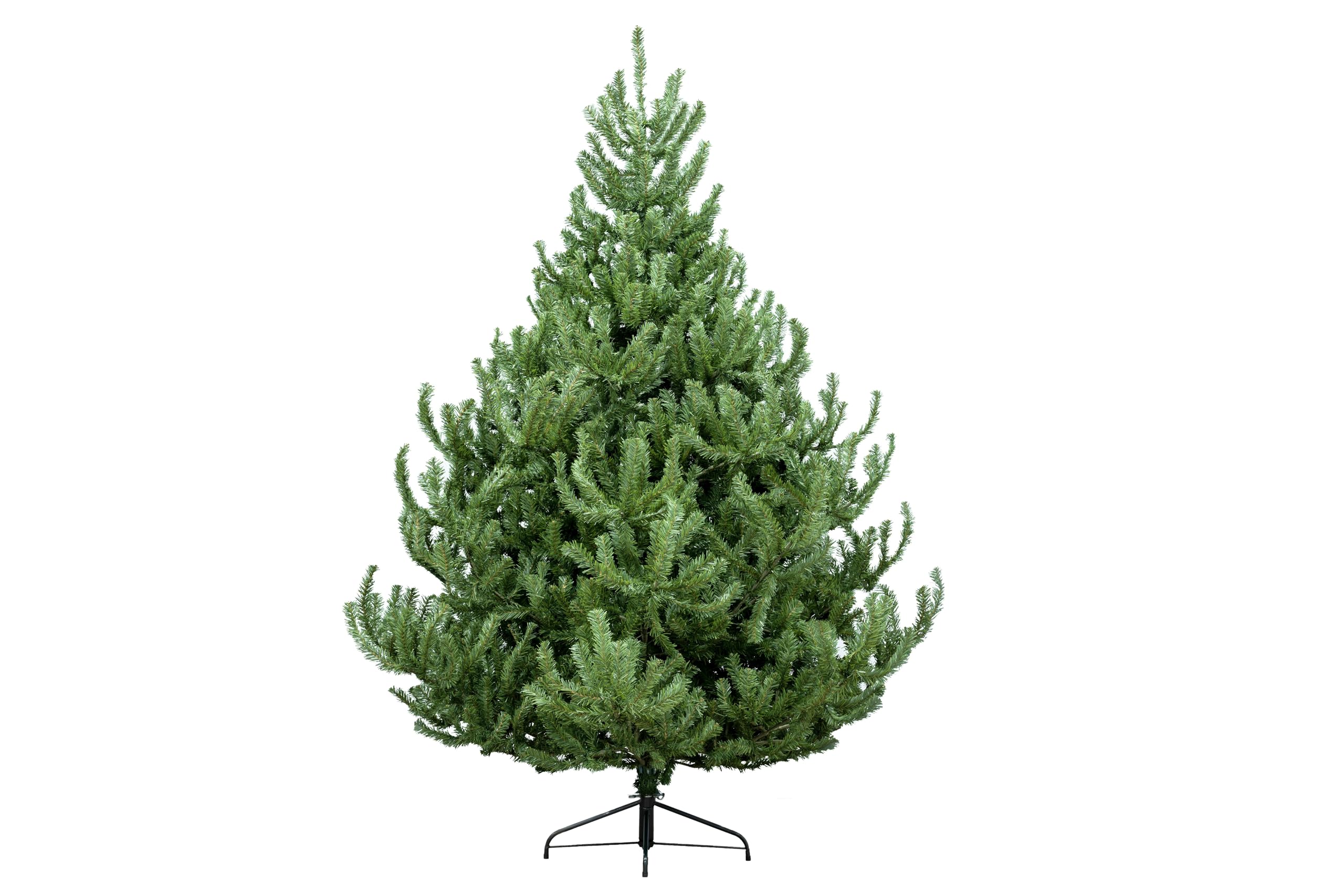 Christmas Tree World Green The 7Ft Mountain Pine Tree