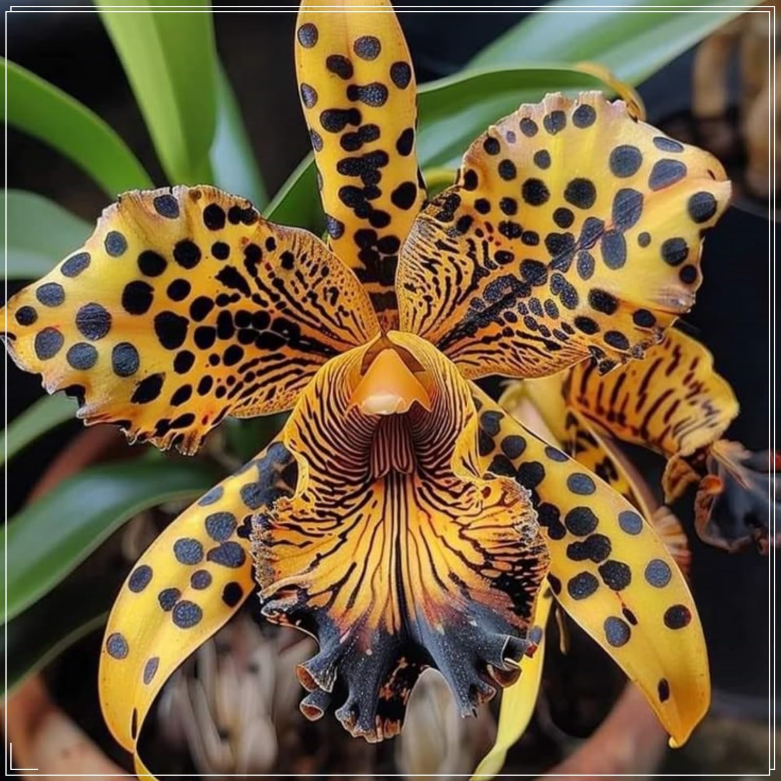 Cymbidium Bulbs/Cymbidium Orchid Plants/Hardy Perennial/Plants UK/Excellent Display-10 Bulbs-C
