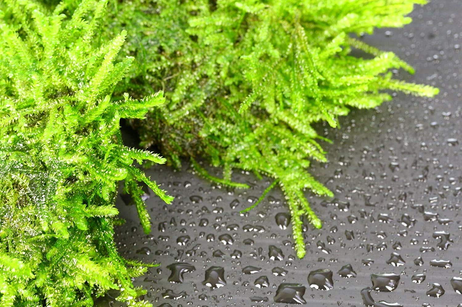 Live Aquarium Plants Freshwater Java Moss Stone Pad1 Aquascaping Moss