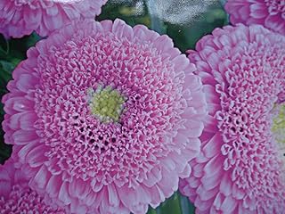 AGROBITS Run ASTES Unusual Flowers CO