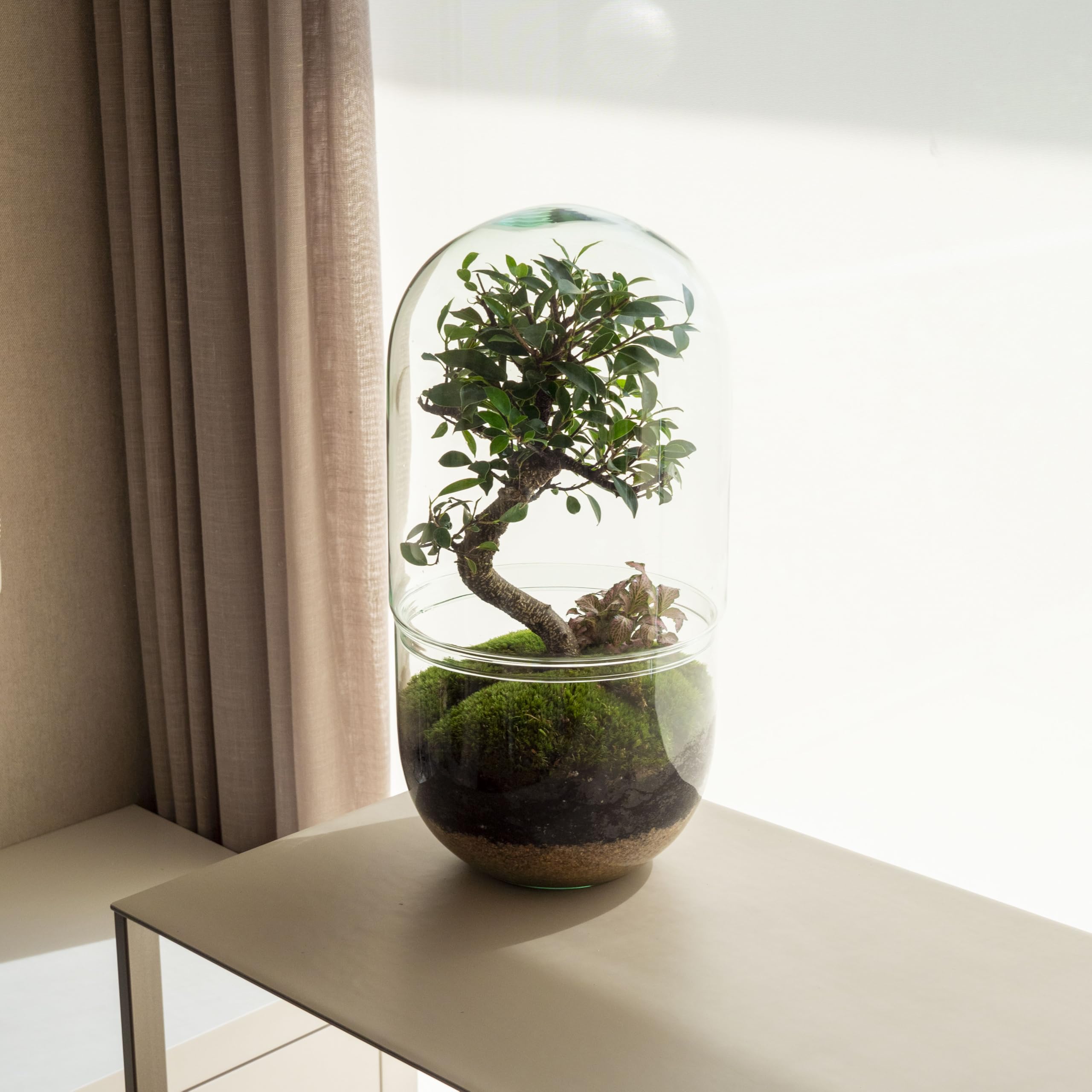Terrario Plantas de Cristal | Recipiente con Ficus Ginseng y Fitonia | Jardín Eterno | Omotesando | Plantas Naturales | Ecosistema Natural | Jardín en un Bol | Regar una Vez al año | Midori