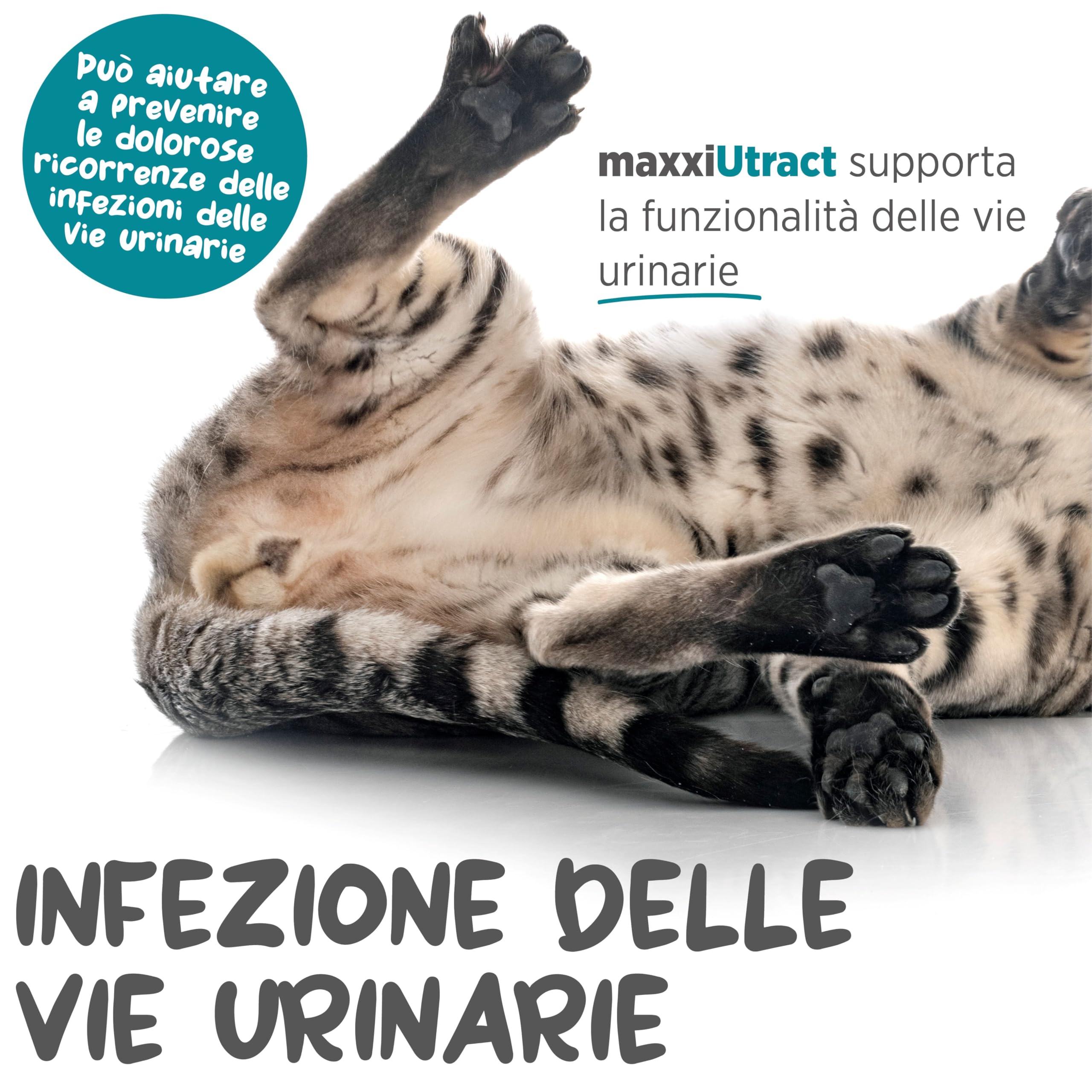 maxxipaws maxxiUtract Benessere Urinario e della Vescica - Integratore in Polvere per Gatti, 90g