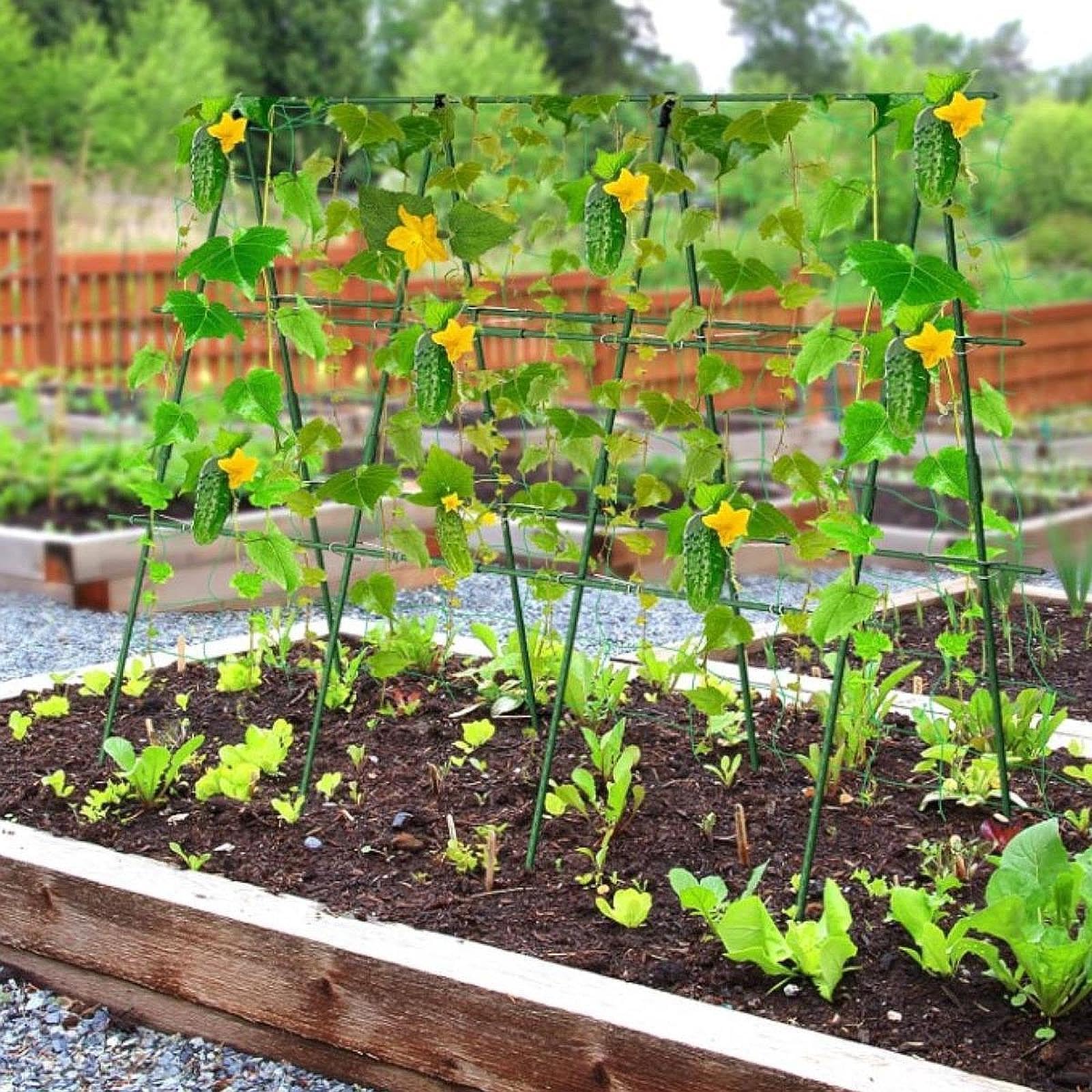 Tuteur pour Concombres, Support Métallique pour Plantes Grimpantes, Structure de Culture en Détachable avec Tubes en Acier Revêtus de PE, S, 90 Cm X 90 Cm