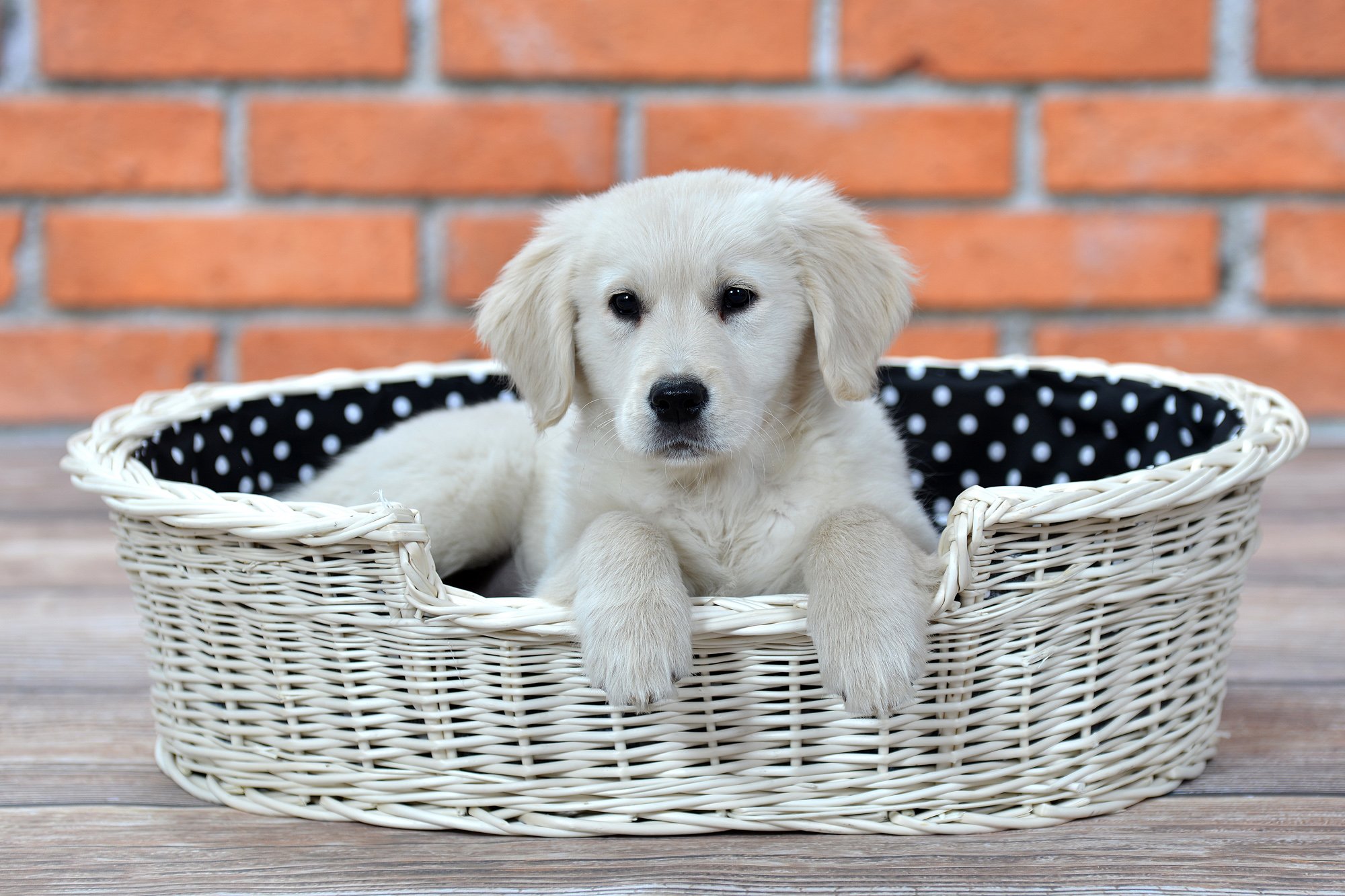 Cojinete de Mimbre para un Perro/Gato con un cojín Suave, una Tumbona para Animales, almacenes de Gatos/Perros, Cama para Perros/Cama para Gatos