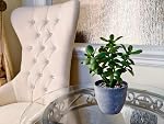 365 Blooming Decor Plante artificielle de jade en pot 12 inch-Luxury Faux Succulent Plant for Home, Bureau, Décoration de plateau de livre, Argentier, Faux Crassula ovata
