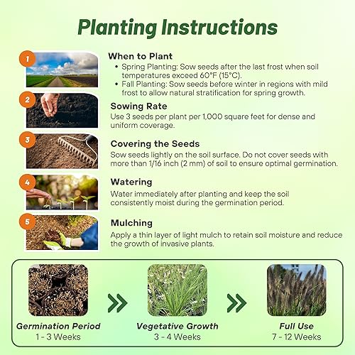 Miniatura 4 de Outsidepride - 200 semillas de la hierba ornamental perenne Pennisetum viridescens (mijo perla Fountain Grass) para sembrar