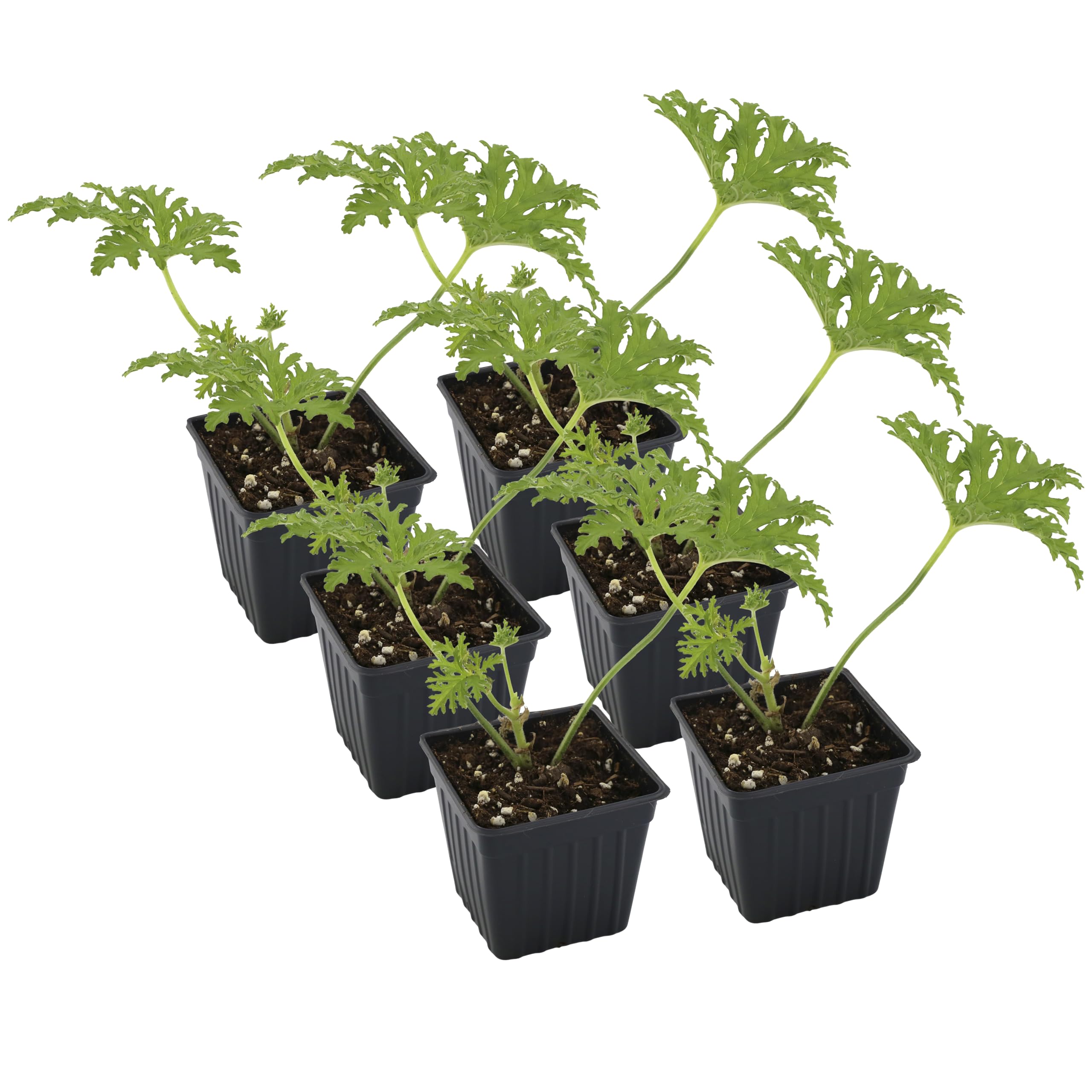 Soil Sunrise Citronella Geranium 6-Pack