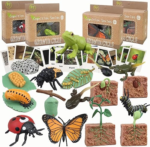 Mbrain Juguetes educativos y de aprendizaje del ciclo de vida, figuras de plástico de animales para rana, mariposa, mariquita, kit de plantas,