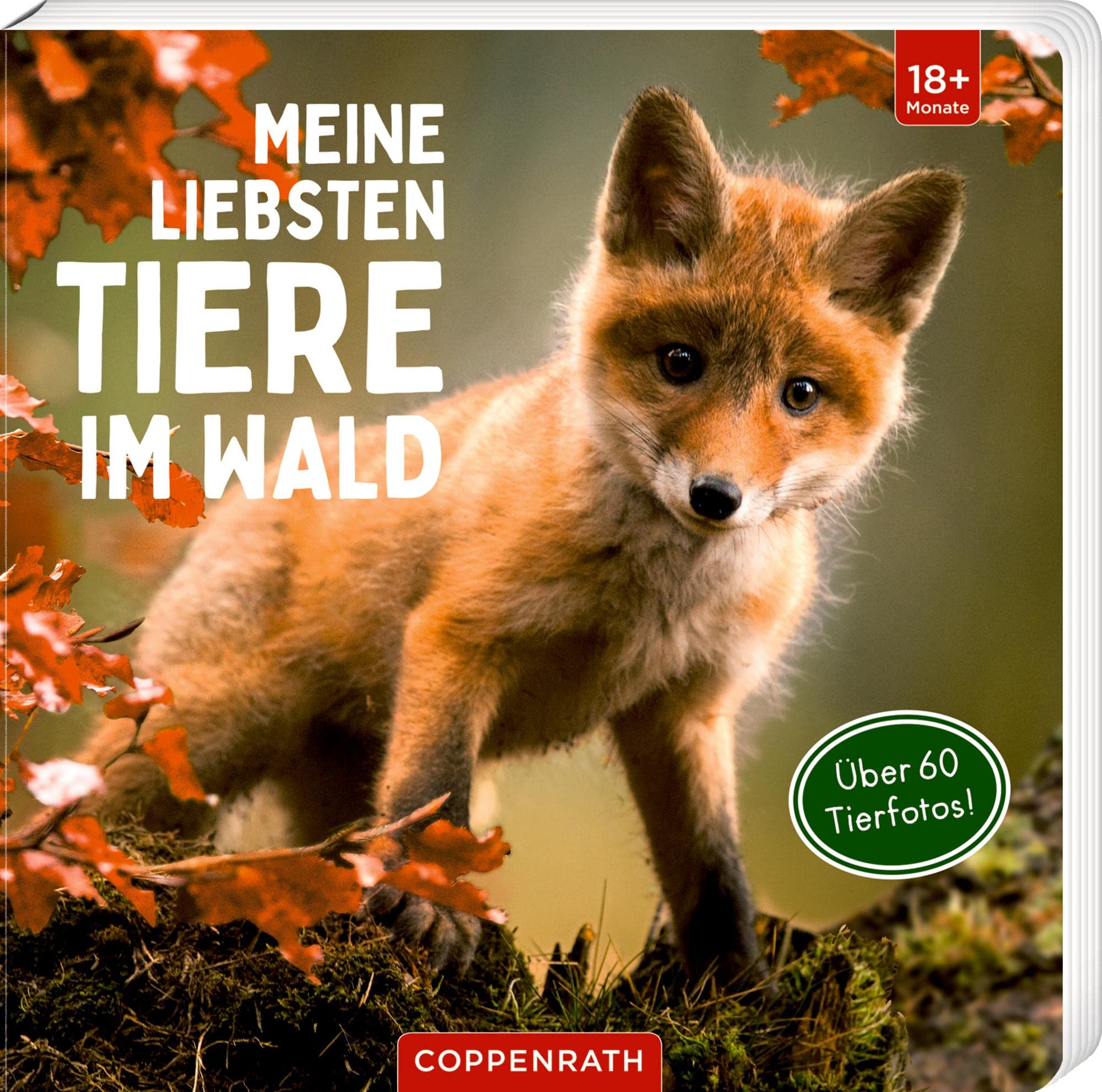 Meine Liebsten Tiere im Wald