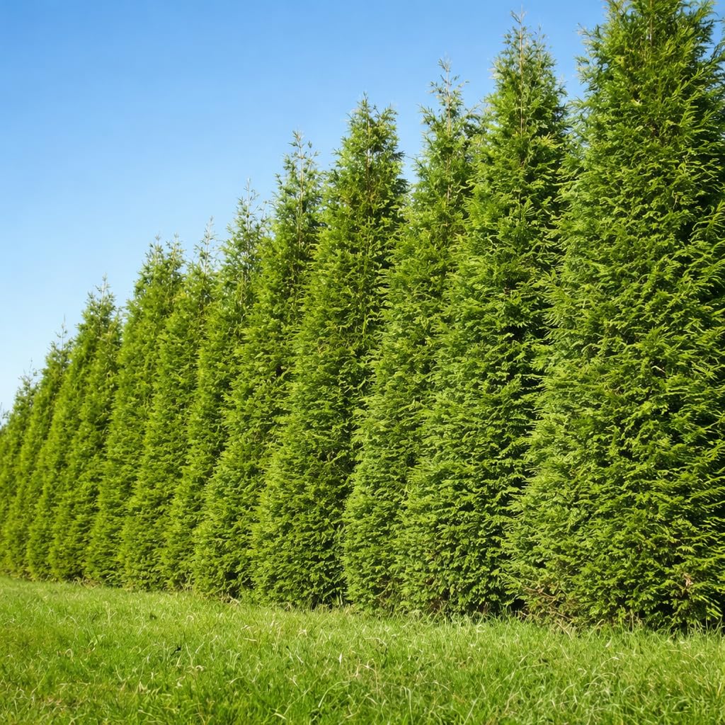 thuja 1 5m 5 x Thuja Emerald 150/160cm 30 Litre Pot  Grasslands Nursery