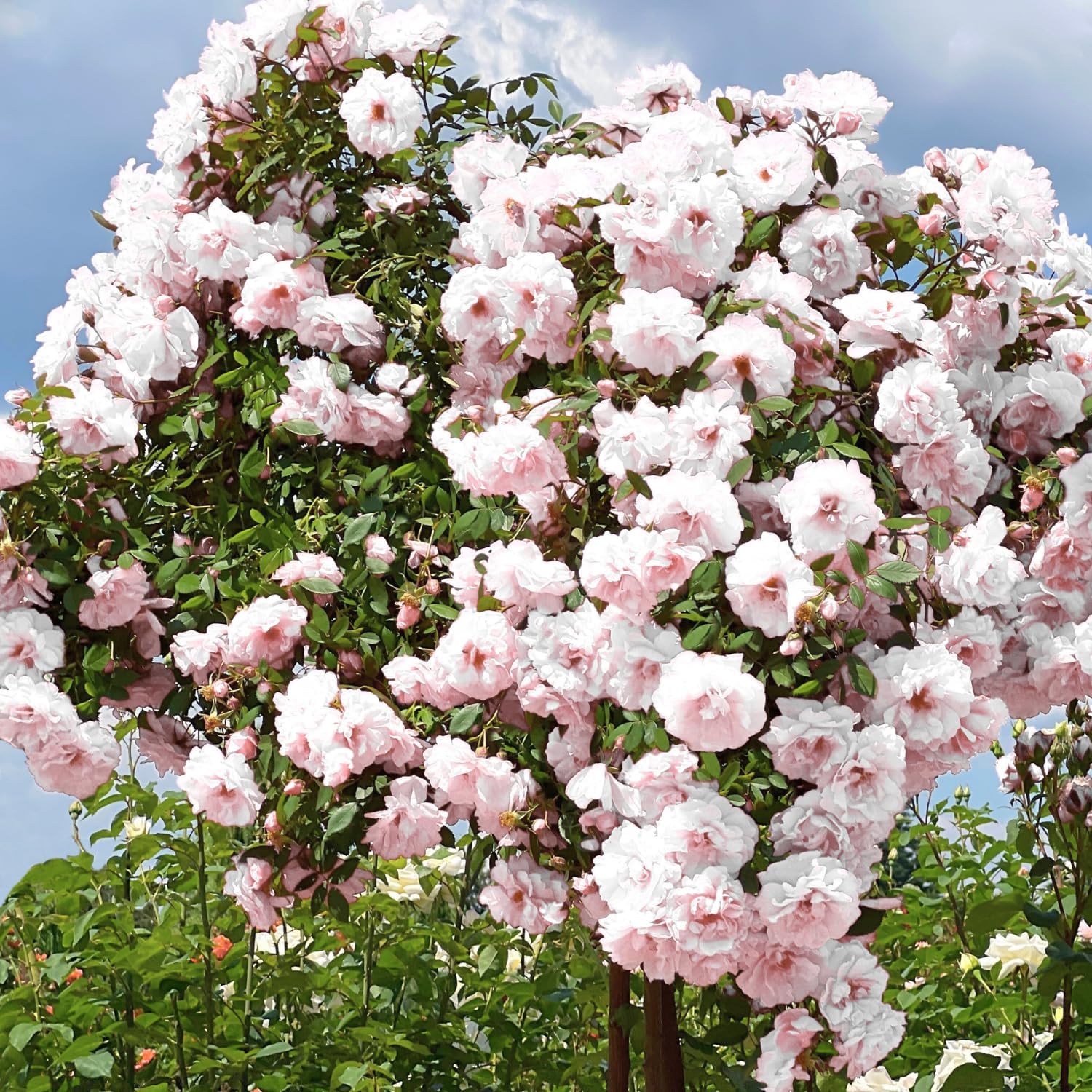 Amazon.com : Climbing Roses Live Plants, Well Rooted 5-9