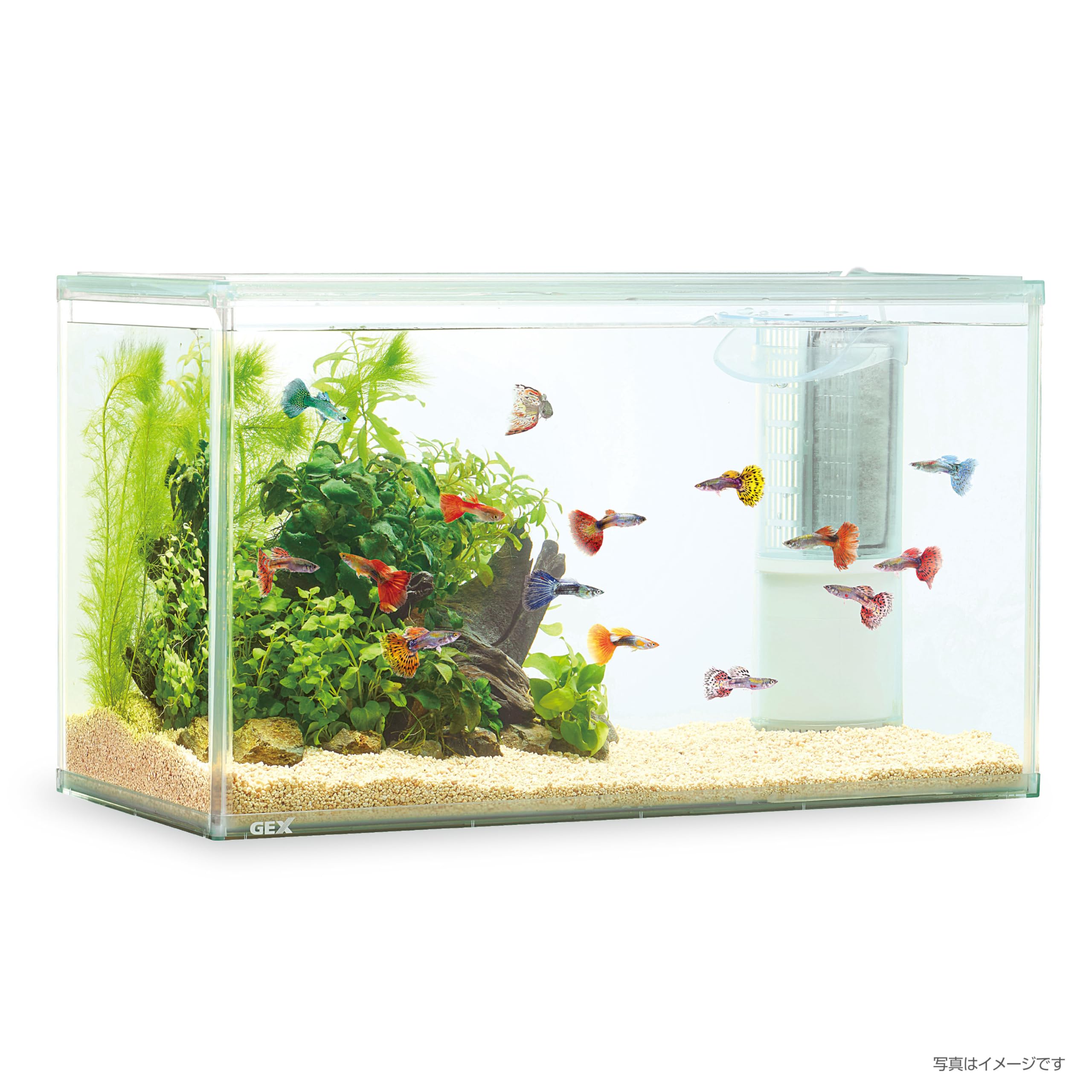 Amazon | ジェックス アクアクリアセット500 幅50cm水槽 熱帯魚